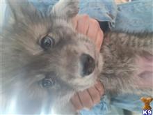 4 boy sold available Wolf Dog puppy located in DALTON